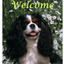 Cavalier King Charles Tri Dog Lover's Indoor/Outdoor Aluminium Sign