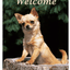 Chihuahua Best Of Breed Indoor/Outdoor Aluminium Sign