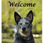 Australian Cattle Dog Best Of Breed Indoor/Outdoor Aluminum Sign