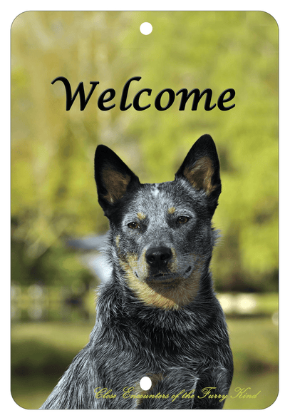 Australian Cattle Dog Best Of Breed Indoor/Outdoor Aluminum Sign