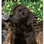 Chocolate Labrador Best Of Breed Aluminium Sign