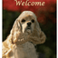 Cocker Spaniel Buff - Best Of Breed Aluminium Sign