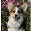 Pembroke Welsh Corgi Aluminium Sign – Indoor/Outdoor 8" X 12"
