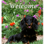 Dachshund Black/Tan Longhair Aluminium Sign - Best Of Breed