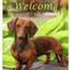 Dachshund Red - Premium Indoor/Outdoor Aluminium Sign