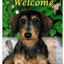 Dachshund Wirehair Best Of Breed Indoor/Outdoor Aluminium Sign