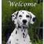 Dalmatian Best Of Breed Aluminium Indoor/Outdoor Sign
