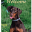Doberman Uncropped Indoor/Outdoor Aluminium Sign - Best Of Breed