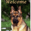 German Shepherd Best Of Breed Aluminum Sign - 8"X12"