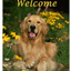 Golden Retriever Best Of Breed Aluminium Sign - Indoor/Outdoor 8" X 12"