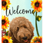 Goldendoodle Apricot Indoor/Outdoor Aluminium Sign