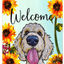 Goldendoodle Blonde Indoor/Outdoor Aluminium Sign 8X12 Inches