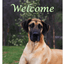 Great Dane Indoor/Outdoor Aluminium Sign - Best Of Breed