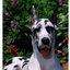 Great Dane Cropped Best Of Breed Indoor/Outdoor Sign