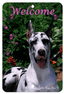 Great Dane Cropped Best Of Breed Indoor/Outdoor Sign