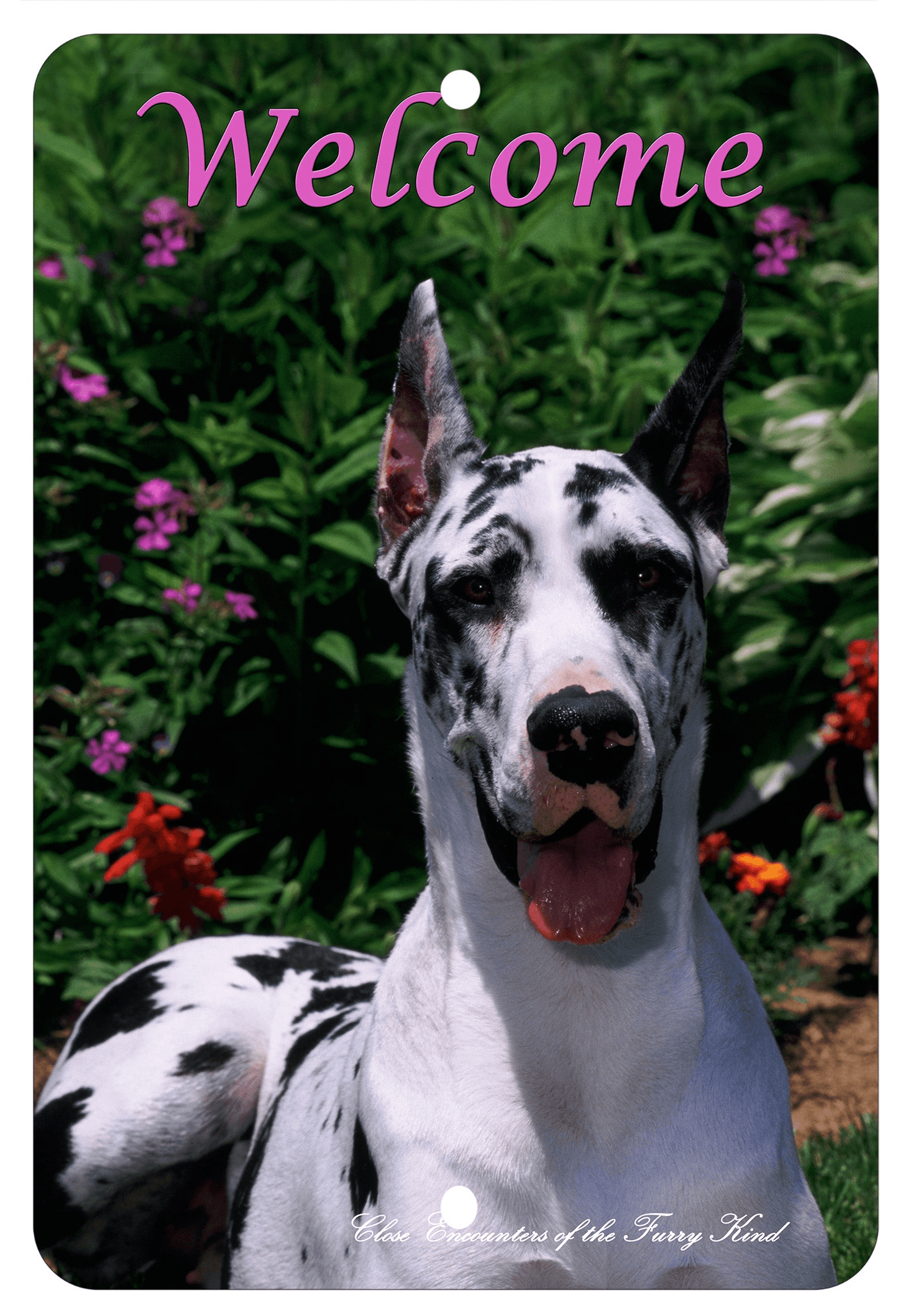 Great Dane Cropped Best Of Breed Indoor/Outdoor Sign