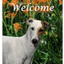 Greyhound Best Of Breed Indoor/Outdoor Aluminium Sign