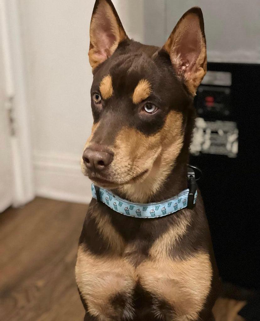 Pupshake Blue Comfort Collar with Neoprene Padding