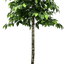 6.5' Premium Artificial Ficus Tree With Real Wood Trunk