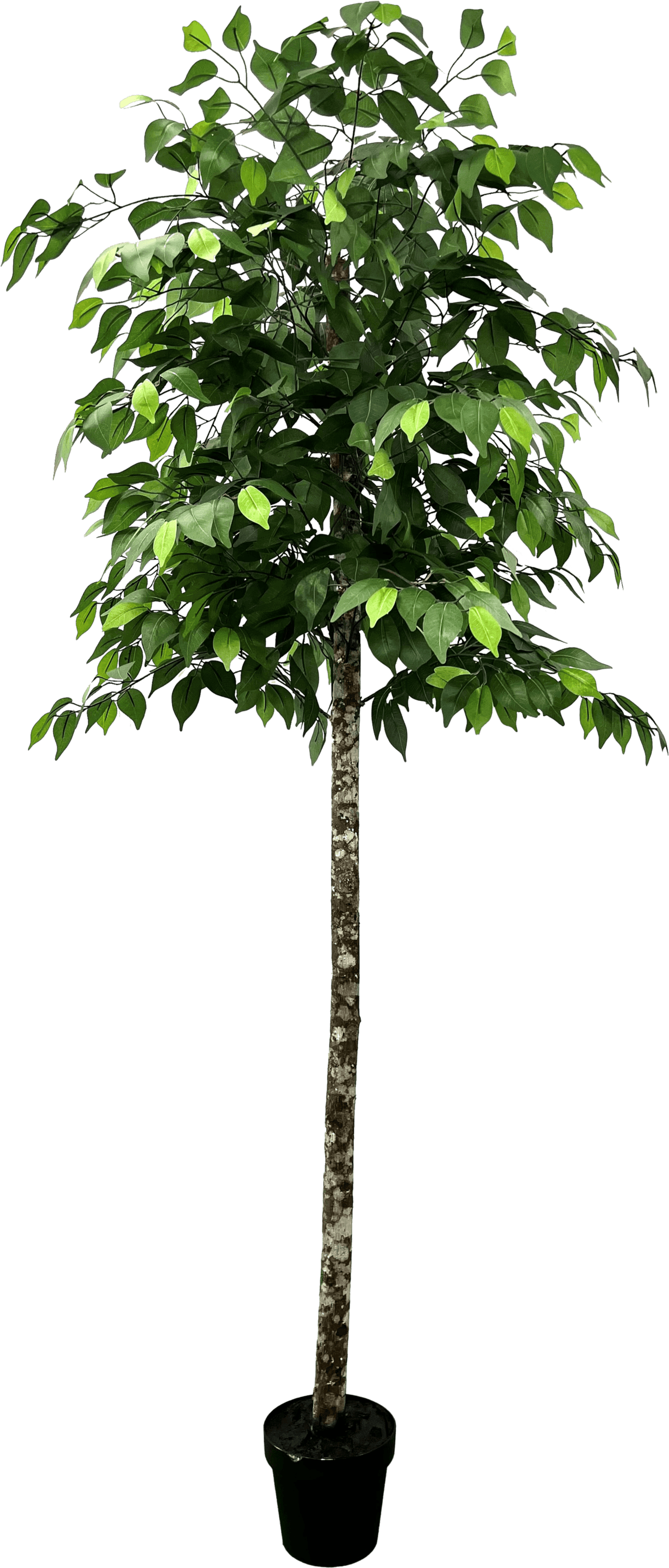 6.5' Premium Artificial Ficus Tree With Real Wood Trunk