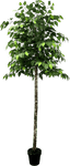6.5' Premium Artificial Ficus Tree With Real Wood Trunk