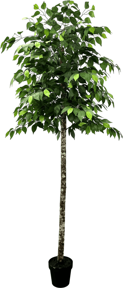 6.5' Premium Artificial Ficus Tree With Real Wood Trunk