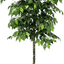 6.5' Premium Artificial Ficus Tree With Real Wood Trunk