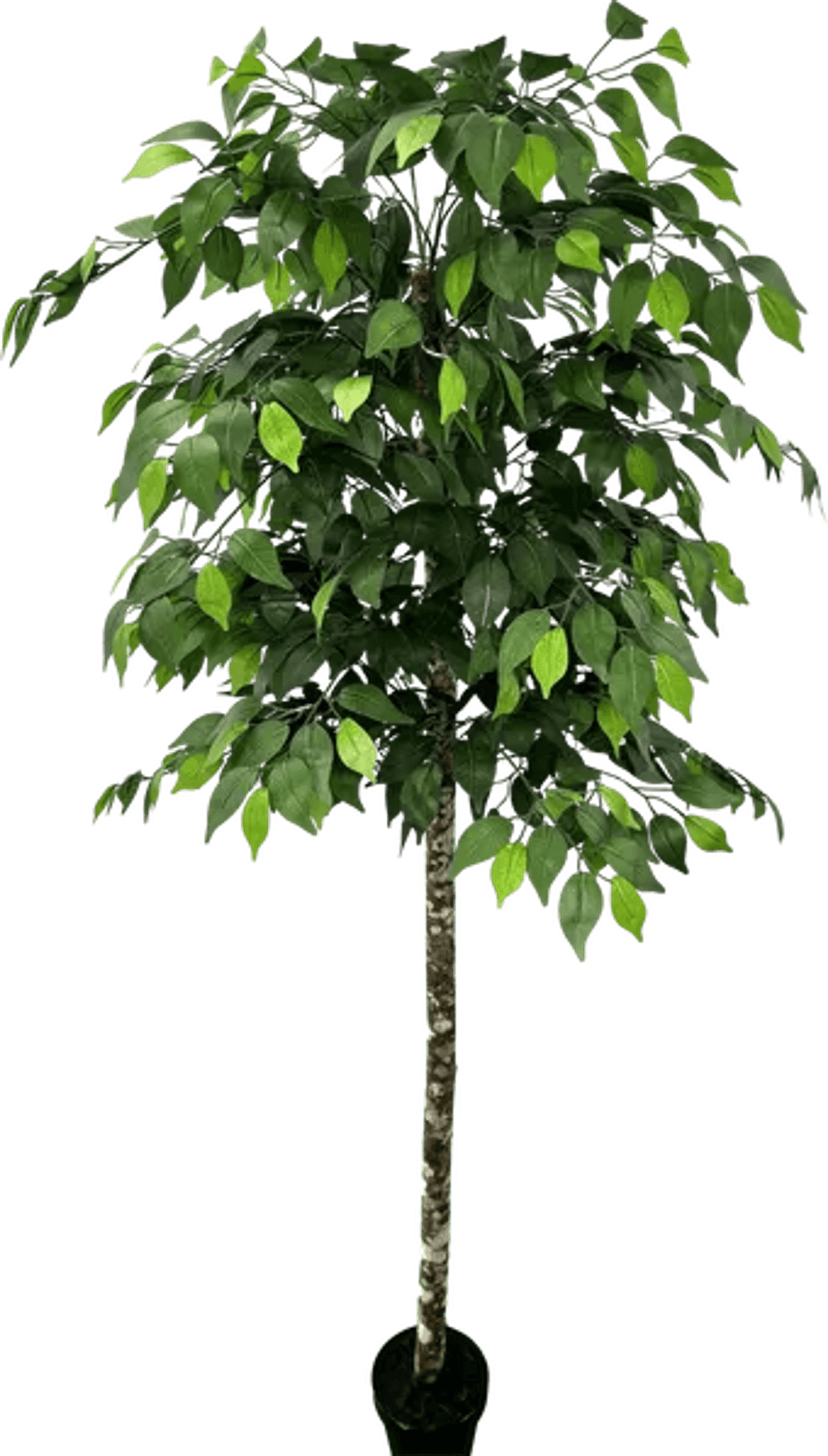 6.5' Premium Artificial Ficus Tree With Real Wood Trunk