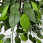 6.5' Premium Artificial Ficus Tree With Real Wood Trunk