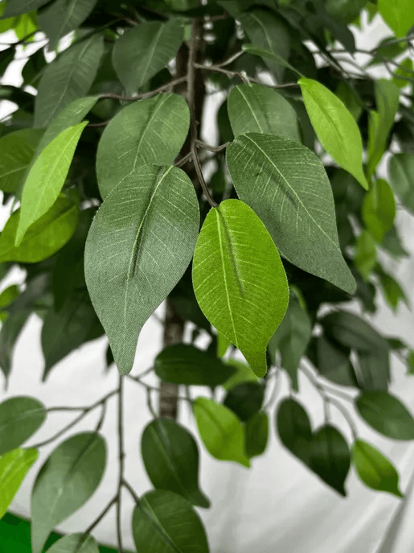 6.5' Premium Artificial Ficus Tree With Real Wood Trunk