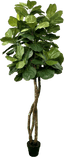 6' Designer Artificial Fig Tree With Realistic Leaves