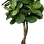 6' Designer Artificial Fig Tree With Realistic Leaves