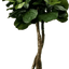 6' Designer Artificial Fig Tree With Realistic Leaves