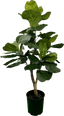 3' Realistic Designer Artificial Fig Tree With Wood Trunk
