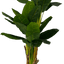 Deluxe 6' Artificial Banana Plant For Indoor/Outdoor Decor