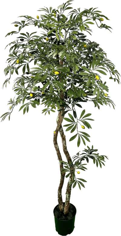 Lifelike 6' Artificial Mediterranean Olive Tree