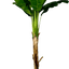 6' Real Touch Artificial Banana Plant