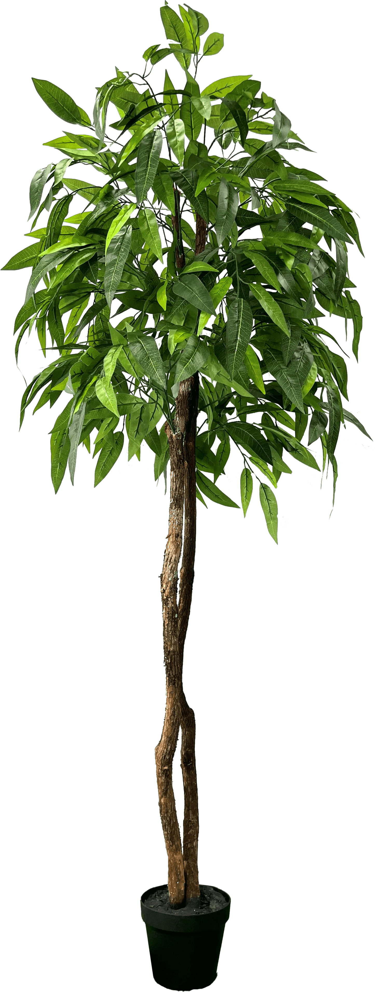 6' Premium Artificial Dragonwood Mango Tree