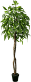 6' Premium Artificial Dragonwood Mango Tree