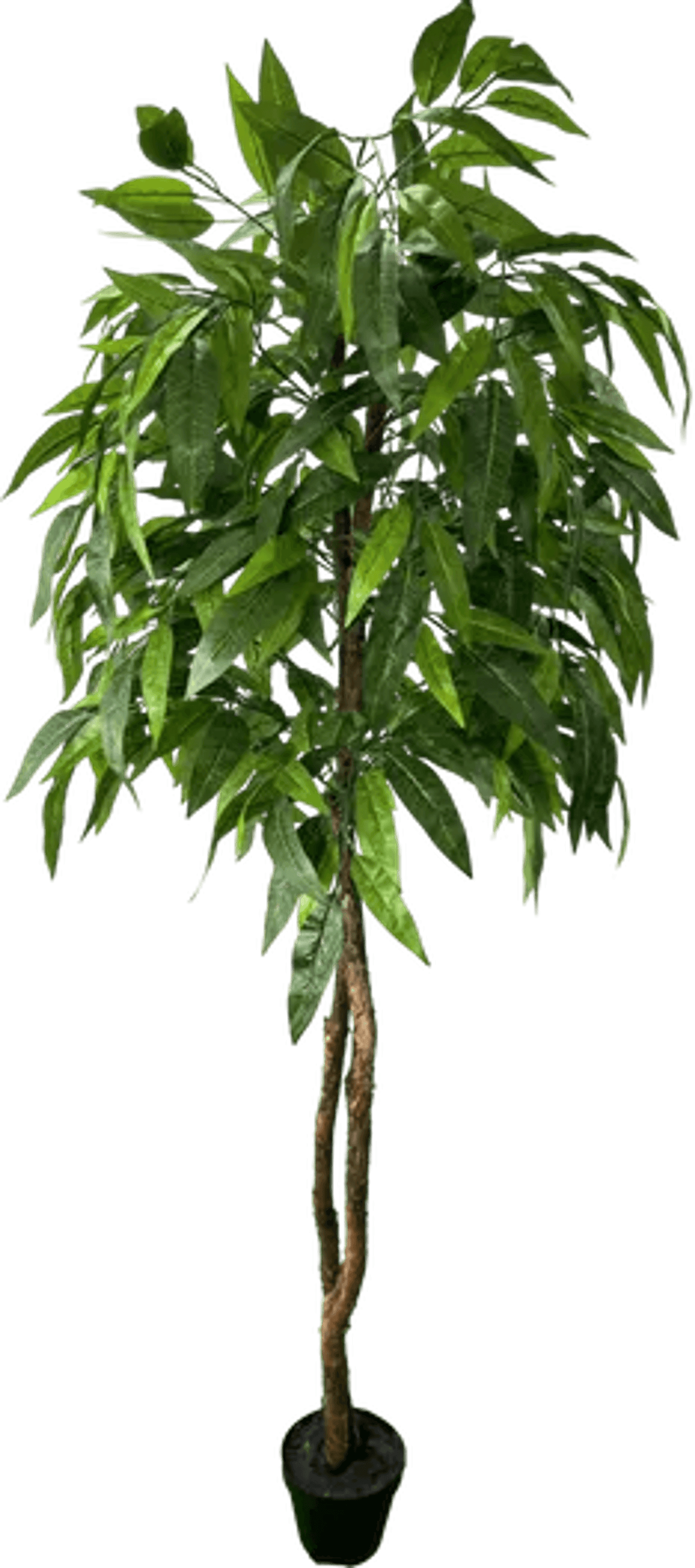 6' Premium Artificial Dragonwood Mango Tree