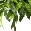 6' Premium Artificial Dragonwood Mango Tree