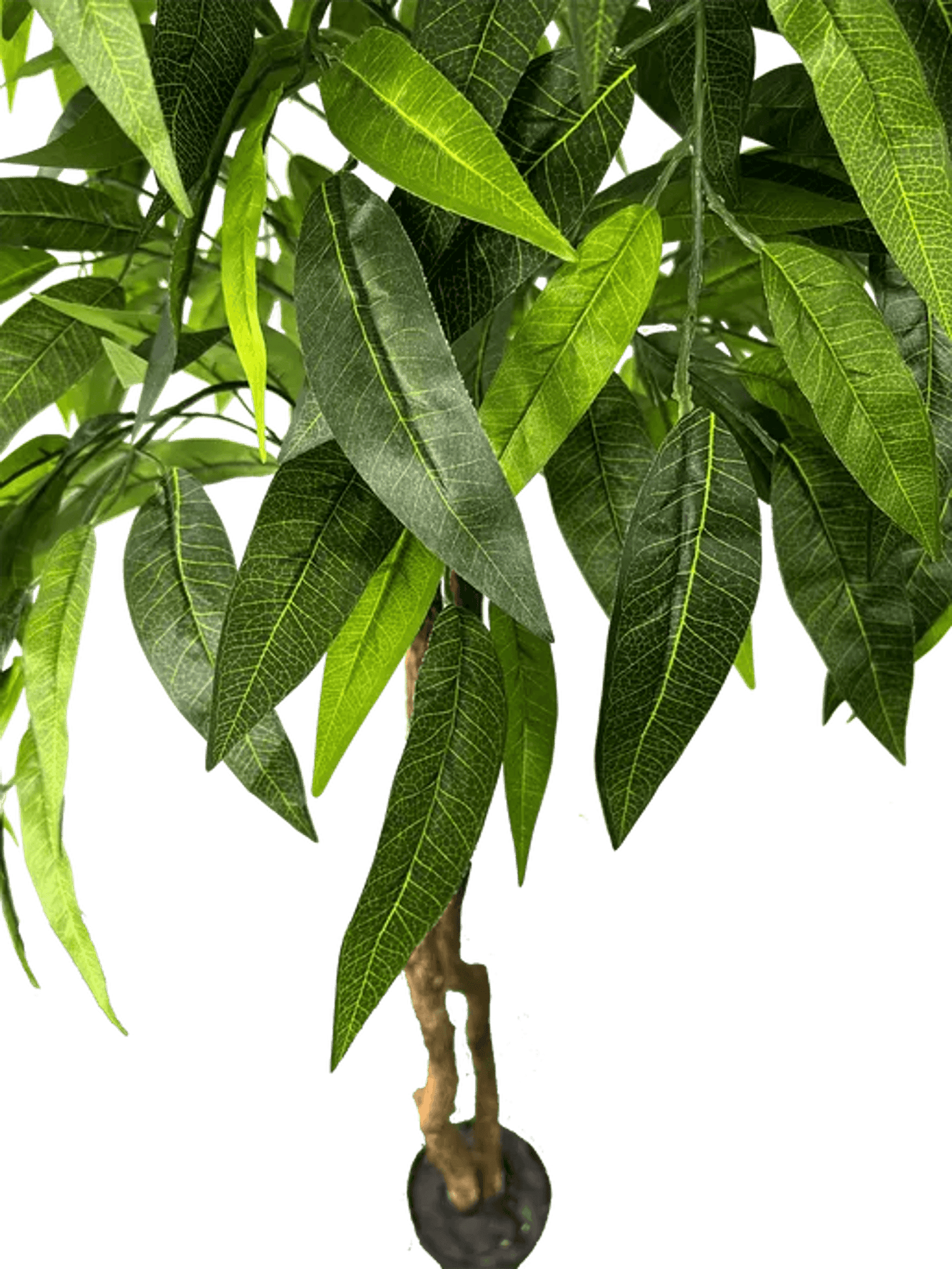 6' Premium Artificial Dragonwood Mango Tree