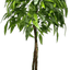 6' Premium Artificial Dragonwood Mango Tree