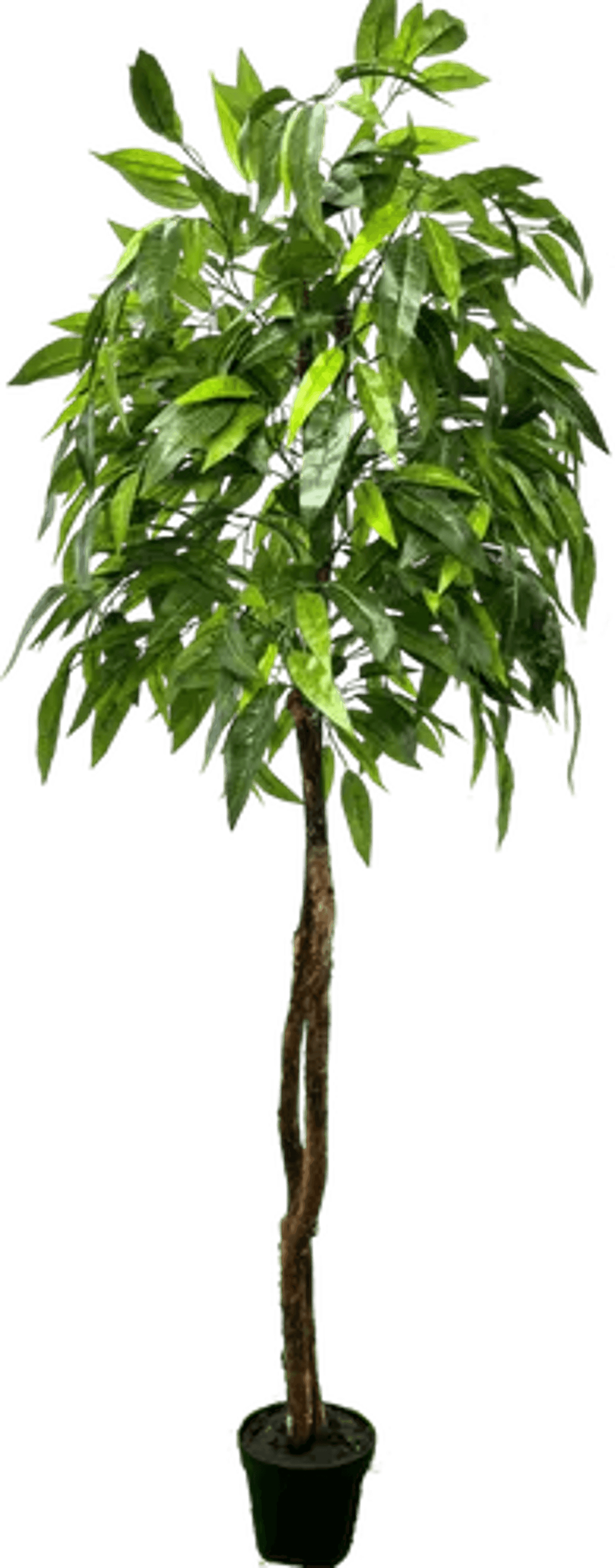 6' Premium Artificial Dragonwood Mango Tree