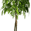 6' Premium Artificial Dragonwood Mango Tree
