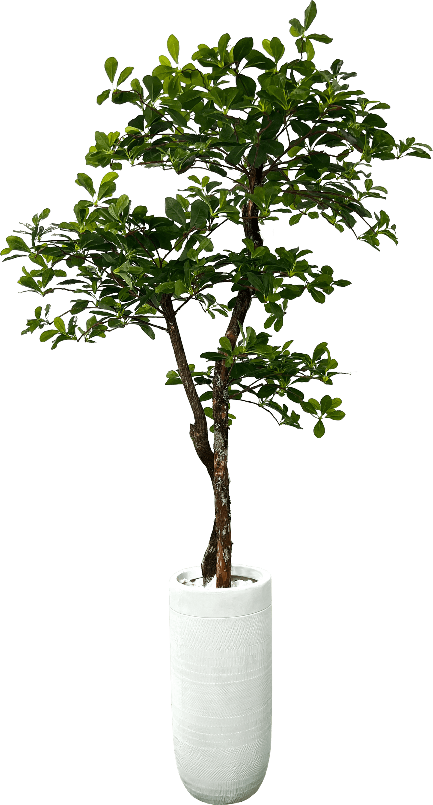 Lifelike 5' Artificial Black Olive Tree For Elegant Decor