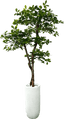 Lifelike 5' Artificial Black Olive Tree For Elegant Decor