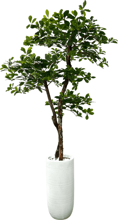 Lifelike 5' Artificial Black Olive Tree For Elegant Decor