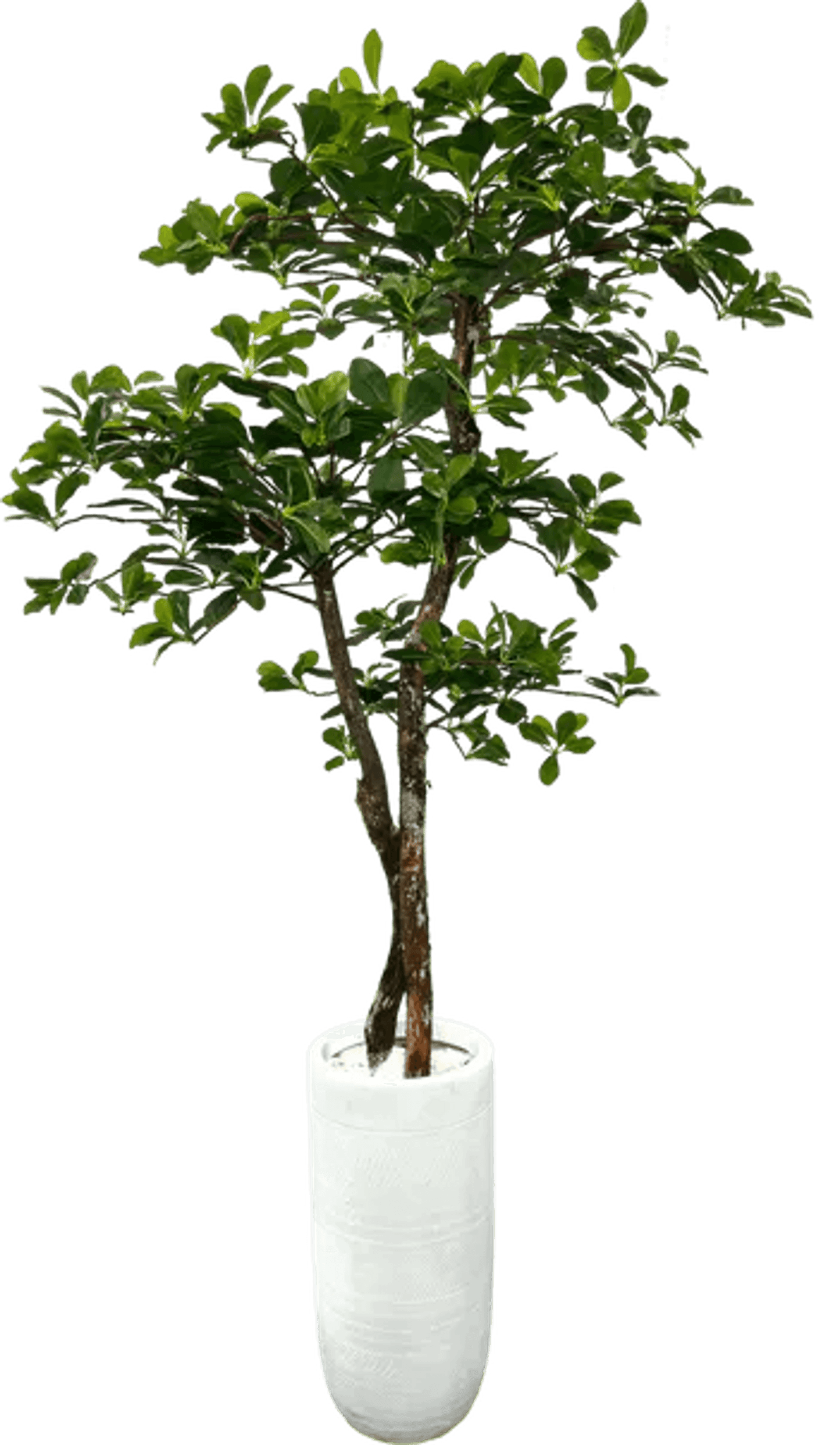 Lifelike 5' Artificial Black Olive Tree For Elegant Decor