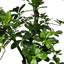 Lifelike 5' Artificial Black Olive Tree For Elegant Decor
